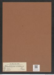 Asterolampra nicobarica Grun. (de-Toni-Nr.: Genus 235, Species 5657) Zeichnungen Sammlung Grunow Mappe 05217 (Herbarium_W_Grunow_drawings_Folder_05217)